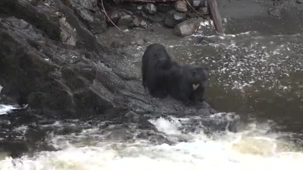 Djur. Brunbjörnar jagar fisk i avlägsna vildmarken Nationalpark och reservat Alaska USA — Stockvideo