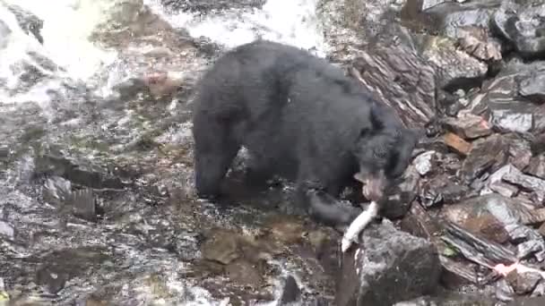 Animais. Ursos castanhos caçam peixes no remoto Parque Nacional e Reserva do Alasca EUA — Vídeo de Stock