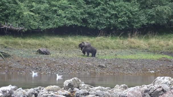 동물. 브라운 곰들은 오지의 국립 공원과 알래스카 예비 공원에서 물고기를 사냥하고 있다 — 비디오