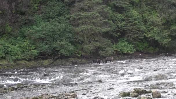 Animales. Osos marrones cazando peces en el remoto Parque Nacional y Reserva Alaska USA — Vídeo de stock