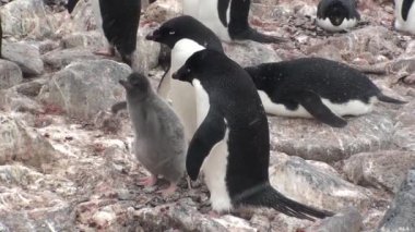 Penguenler. Antarktika 'da bir penguen kolonisi.