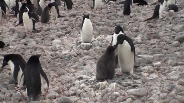 Penguenler. Antarktika 'da bir penguen kolonisi. — Stok video