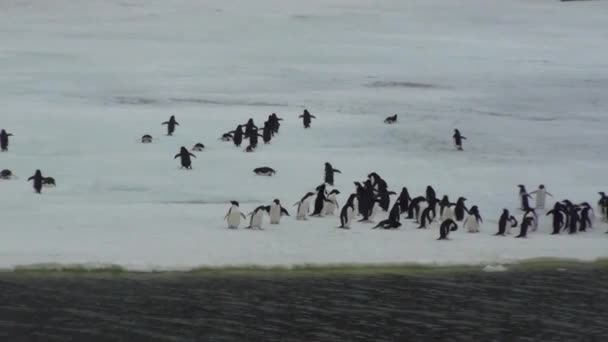 Tučňáci. Kolonie tučňáků v Antarktidě. — Stock video