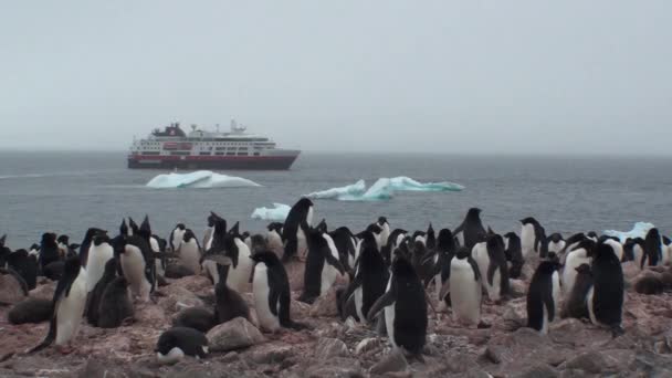 Penguenler. Antarktika 'da bir penguen kolonisi. — Stok video
