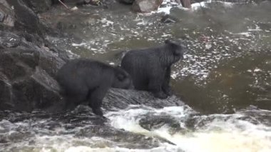 Hayvanlar. Şelaledeki kahverengi ayı Alaska 'da somon yakalamaya çalışıyor..