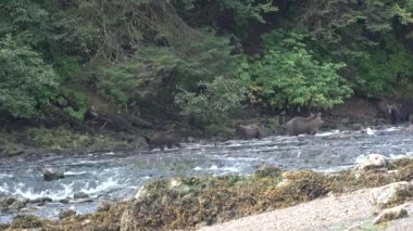 Hayvanlar. Şelaledeki kahverengi ayı Alaska 'da somon yakalamaya çalışıyor..