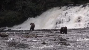 Hayvanlar. Şelaledeki kahverengi ayı Alaska 'da somon yakalamaya çalışıyor..