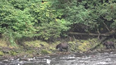 Hayvanlar. Şelaledeki kahverengi ayı Alaska 'da somon yakalamaya çalışıyor..