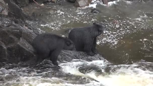 Djur. Brunbjörn i vattenfall försöker fånga lax, Alaska. — Stockvideo