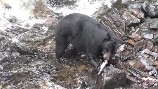 Zwierzęta. Niedźwiedź brunatny w wodospadzie próbuje złapać łososia, Alaska. — Wideo stockowe
