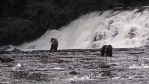 Animais. Urso marrom na cachoeira tentando pegar salmão, Alasca. — Vídeo de Stock