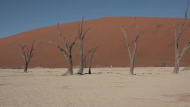 Namibya. Sossusvlei. Namib Çölü, Namibya 'daki Namib-Naulkuft Parkı' nda güneşli bir sabahın erken saatlerinde..