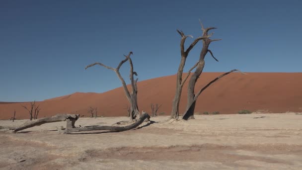 Namíbia. Sossusvlei. Deserto do Namib no ensolarado início da manhã no Parque Namib-Naulkuft, na Namíbia, África Austral. — Vídeo de Stock