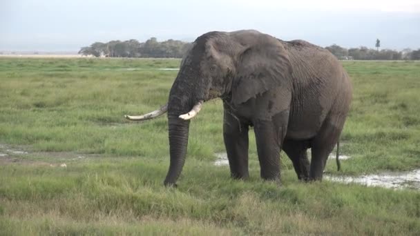 Djur. Elefanter. Afrika. En flock elefanter går på savannen.. — Stockvideo