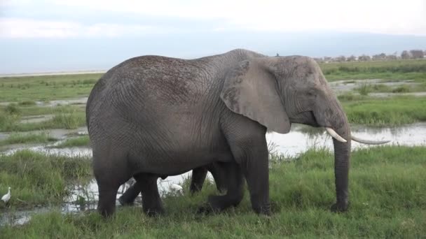 Animales. Elefantes. ¡África! Una manada de elefantes camina por la sabana. — Vídeo de stock