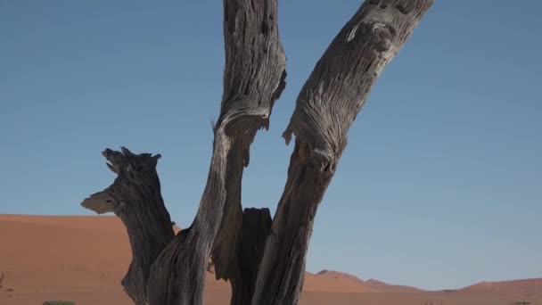 Namibia. Weltberühmte Tonpfanne vom Toten Vlei mit roten Wüstensanddünen in Sossusvlei. — Stockvideo