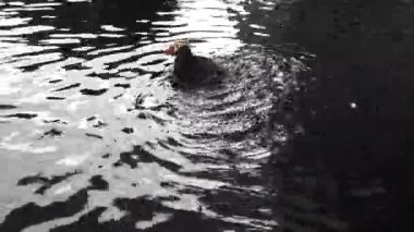 Kuşlar. Atlantik martısı, İzlanda, Norveç, Faroe Adaları ve Kanada 'daki Labrador' da bulunan bir deniz kuşudur.