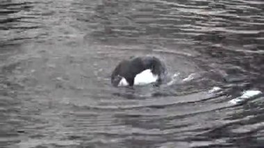 Kuşlar. Atlantik martısı, İzlanda, Norveç, Faroe Adaları ve Kanada 'daki Labrador' da bulunan bir deniz kuşudur.