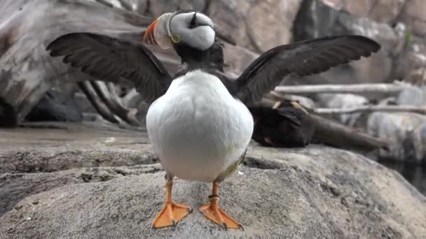 Pássaros. Puffin Atlântico é aves marinhas na Islândia, Noruega, Ilhas Faroé, Labrador no Canadá são conhecidos por ser grande colônia de — Vídeo de Stock