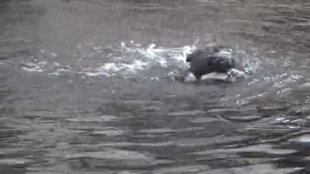 Uccelli. Atlantico puffin è uccello marino in Islanda, Norvegia, Isole Faroe, Labrador in Canada sono noti per essere grande colonia di — Video Stock