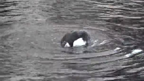 Uccelli. Atlantico puffin è uccello marino in Islanda, Norvegia, Isole Faroe, Labrador in Canada sono noti per essere grande colonia di — Video Stock