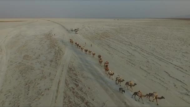 Äthiopien, Wüste Danakil. Kamelkarawane mit Salz, EDITORIAL — Stockvideo