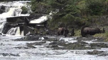 Hayvanlar. Ayılar Alaska Dağ Nehri 'nde somon yakalar.