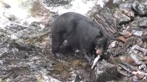 Dieren. Beren vangen zalm in Alaska Mountain River — Stockvideo