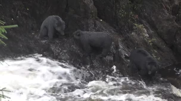 Animales. Los osos capturan salmón en Alaska Mountain River — Vídeo de stock