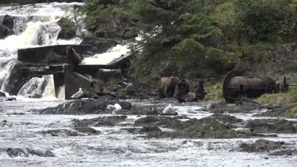 Zvířata. Medvědi loví lososa v řece Aljašce — Stock video