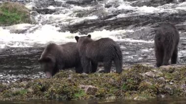 Hayvanlar. Ayılar Alaska Dağ Nehri 'nde somon yakalar.
