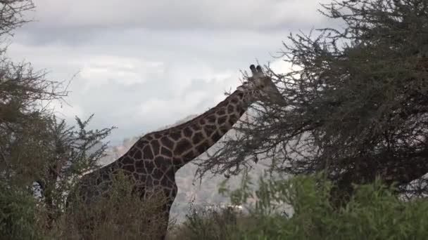 Zwierzęta. Żyrafy w sawannie afrykańskiej — Wideo stockowe