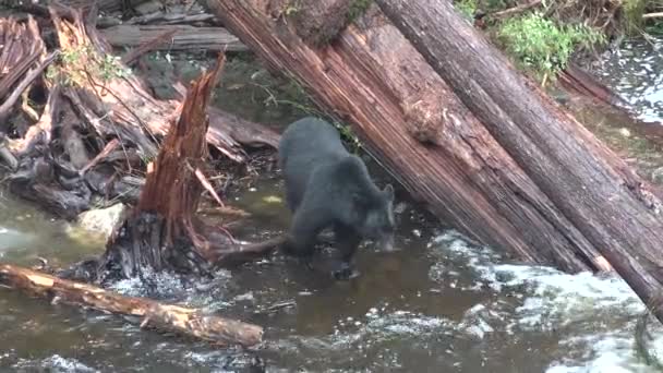 Ursos. Ursos pardos Grizzly tentando pegar peixes perto de Falls Alaska EUA. — Vídeo de Stock