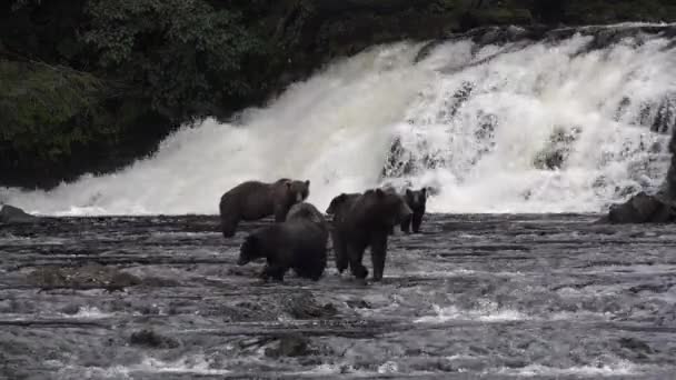 Osos. Grizzly osos pardos tratando de atrapar peces cerca de Falls Alaska EE.UU.. — Vídeo de stock