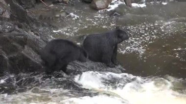 Ayılar. Alaska Şelalesi yakınlarında balık yakalamaya çalışan boz ayılar..