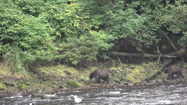 熊だ。アラスカの滝近くで魚を捕まえようとしているグリズリーブラウンのクマ｜USA. — ストック動画