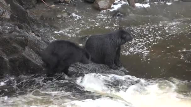 Björnar. Grizzly brunbjörnar försöker fånga fisk nära Falls Alaska USA. — Stockvideo