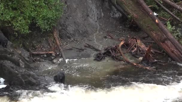 Ursos. Ursos pardos Grizzly tentando pegar peixes perto de Falls Alaska EUA. — Vídeo de Stock