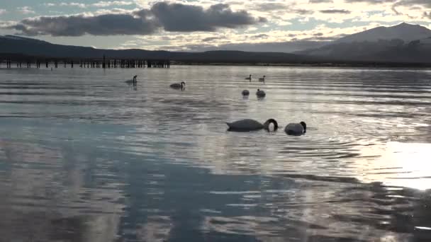 Patagonya. Şili. Kuşların uyuduğu eski ahşap iskelede güzel turuncu gün batımı. Güneş çoktan battı. — Stok video