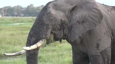 Afrika. Kenya. Afrika Savanasının Yeşil Çayırı 'ndaki Fil Ailesi. Ulusal Park 'ın Koruma Alanındaki Hayvanlar.