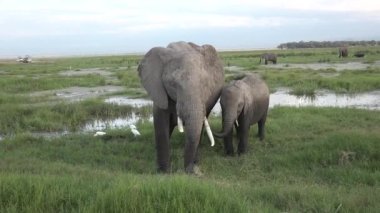 Afrika. Kenya. Afrika Savanasının Yeşil Çayırı 'ndaki Fil Ailesi. Ulusal Park 'ın Koruma Alanındaki Hayvanlar.