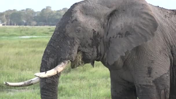 Afrykę. Kenia. Rodzina słoni na zielonej łące afrykańskiej Savannah. Zwierzęta na obszarze chronionym Parku Narodowego. — Wideo stockowe