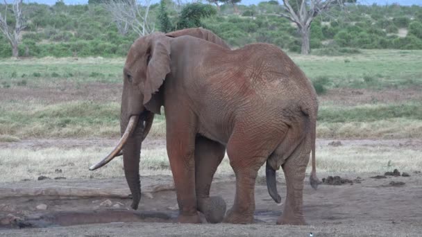 Afrika. Kenyo. Sloní rodina v Green Meadow of African Savannah. Zvířata v chráněné oblasti Národního parku. — Stock video