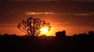 Afrika. Namibya. Çölde gün batımı. Yakın çekim, gün batımında büyük bir titrek ağacın eğimli görüntüsü..