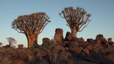 Afrika. Namibya. Çölde gün batımı. Yakın çekim, gün batımında büyük bir titrek ağacın eğimli görüntüsü..