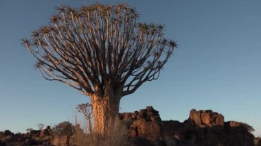 Afrika. Namibya. Çölde gün batımı. Yakın çekim, gün batımında büyük bir titrek ağacın eğimli görüntüsü..
