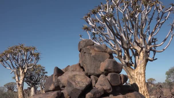 África. Namíbia. Pôr do sol no deserto. Close-up, inclinando vista de uma grande árvore de aljava ao pôr do sol. — Vídeo de Stock