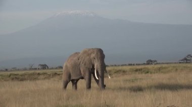 Kenya. Afrika. Çayırdaki filler.