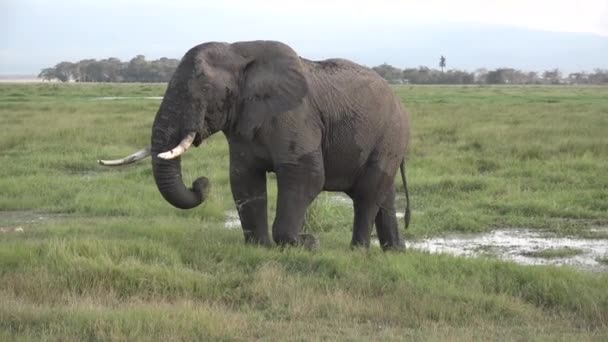 Kenia. Afrykę. Słonie na łące. — Wideo stockowe