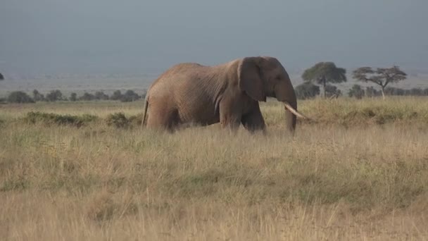 Kenya. Afrika. Çayırdaki filler. — Stok video